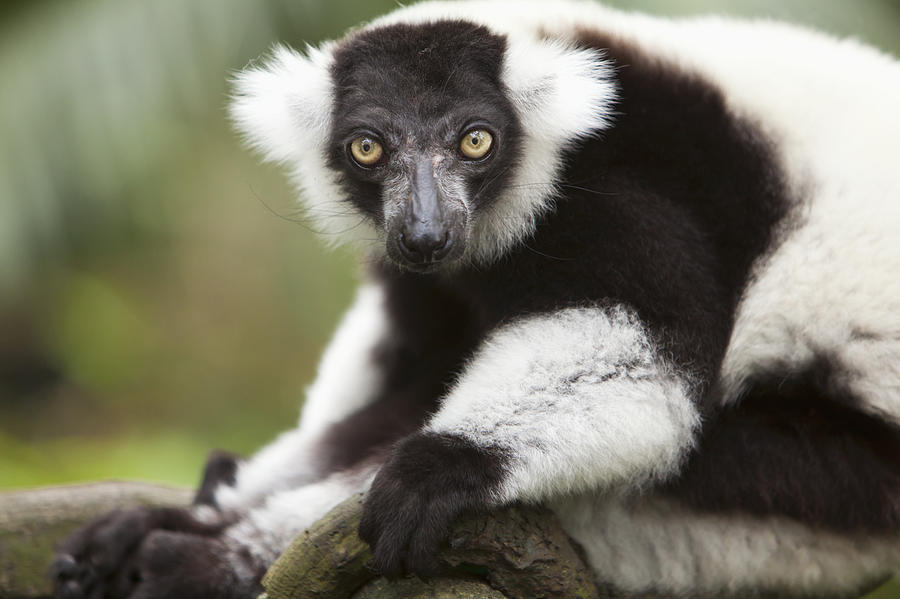 Wildlife Photograph - A Black-and-white Ruffed Lemur Varecia by Deddeda