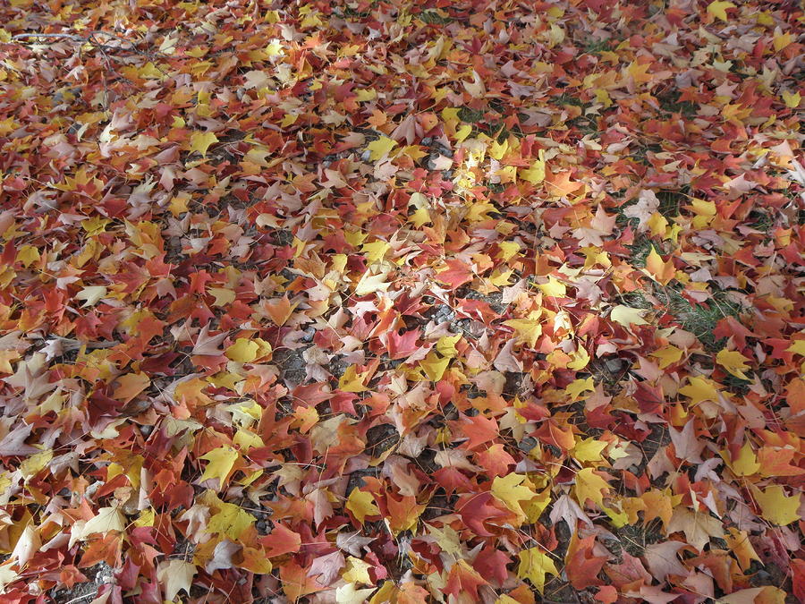 A Blanket Of Fallen Leaves Photograph by Kim Galluzzo