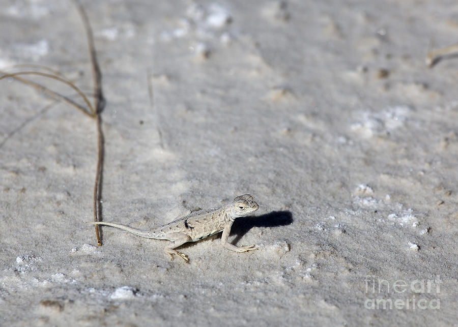 A Bleached Earless Lizard Photograph by Greg Dimijian