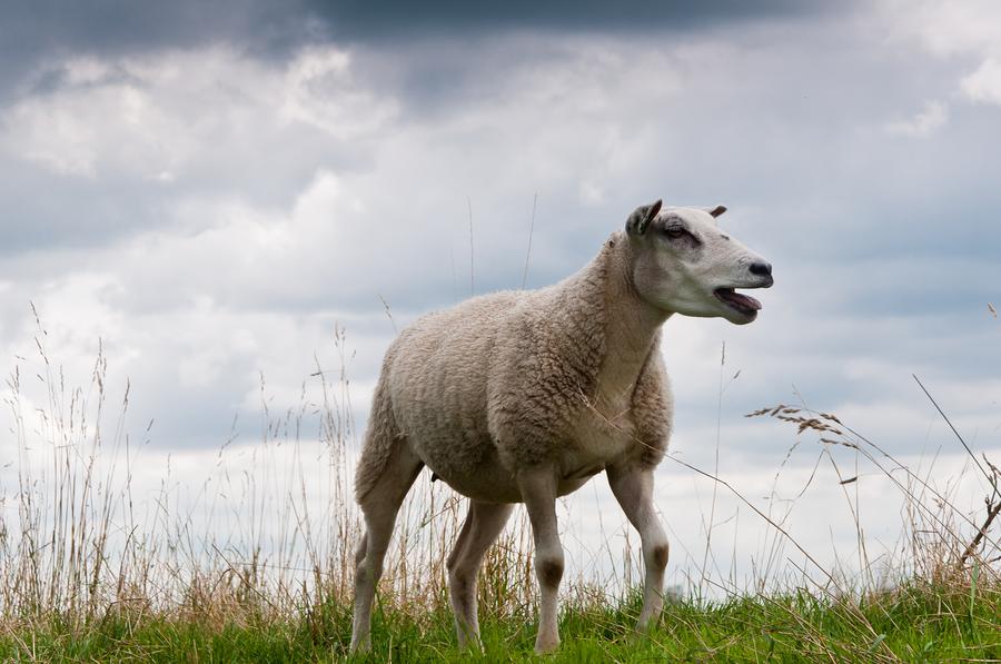 A Bleating Sheep On A Dike by Ruud Morijn