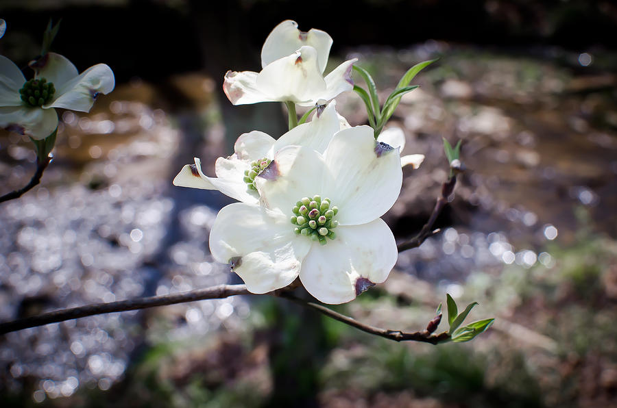 Nature Photograph - A Bloom of a Dogwood by Swift Family