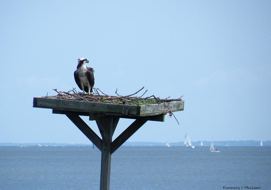 A Boat Watching Osprey Photograph by Kimmary MacLean