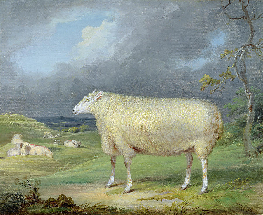James Ward Painting - A Border Leicester Ewe  by James Ward
