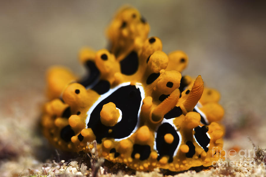 A Brightly Colored Nudibranch Feeds Photograph by Terry Moore