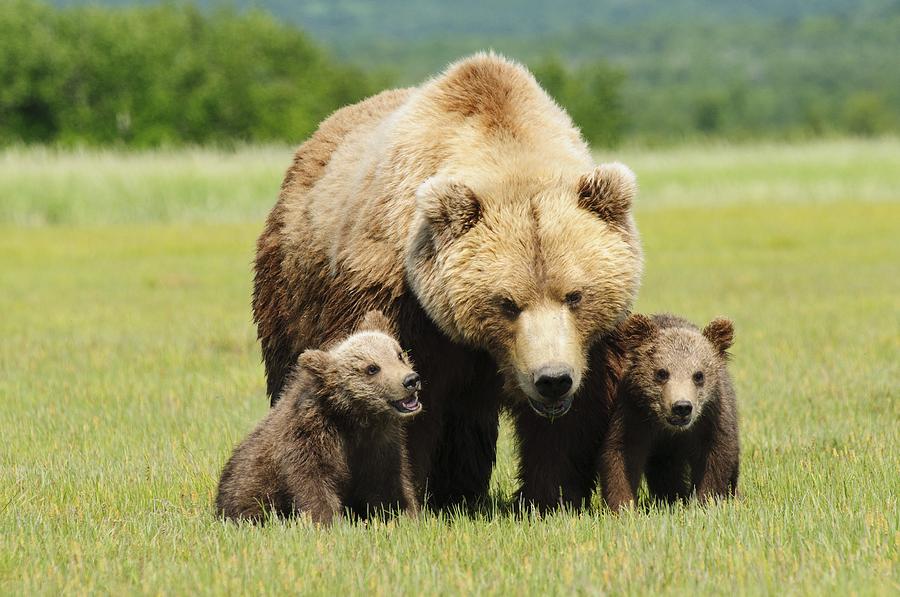 A Brown Grizzly Bear Ursus Arctos Photograph by Deb Garside - Fine Art ...