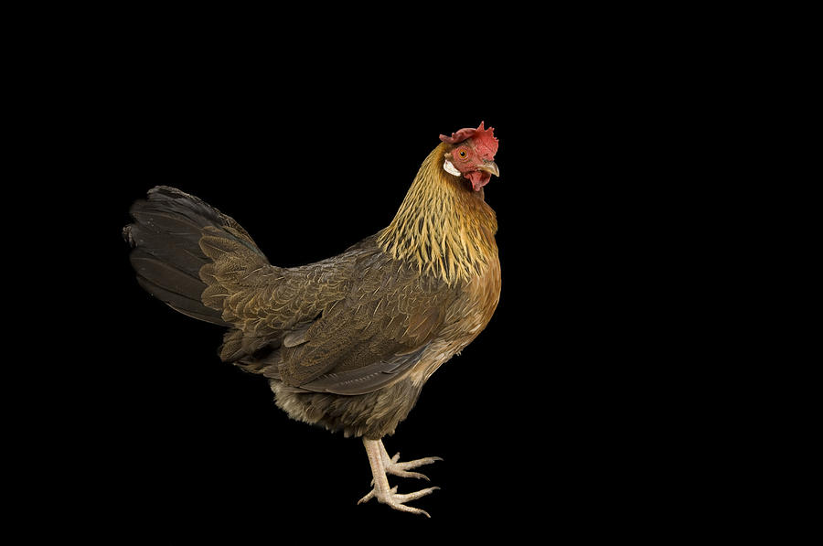 A Brown Leghorn Hen Chicken Photograph by Joel Sartore