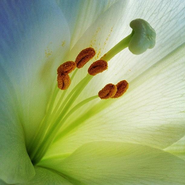 Flower Photograph - A Brush With Lilies by Angela Josephine