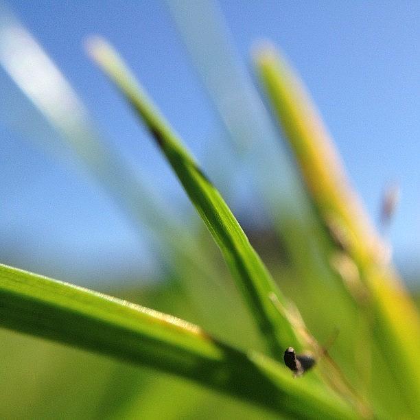 Summer Photograph - A Bugs Life by Rillaith