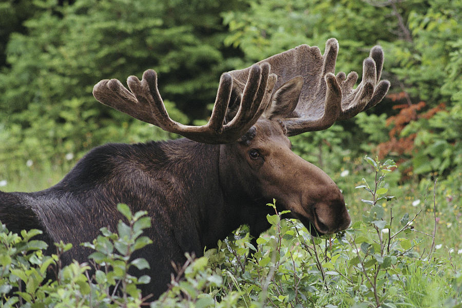 A Bull Moose Among Tall Bushes by Michael Melford