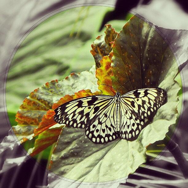 Butterfly Photograph - A butterfly From A zoo by Linandara Linandara