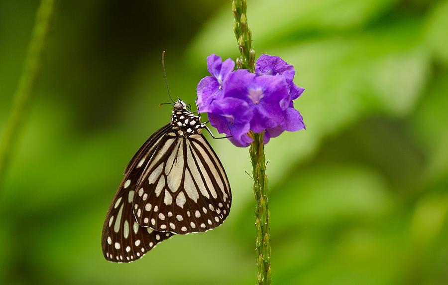 A Butterfly On A Flower Photograph