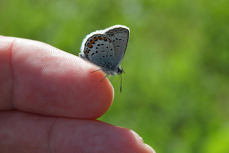 A Butterfly on the finger Photograph by Ulrich Kunst And Bettina Scheidulin