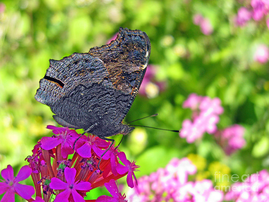 Butterfly Photograph - A Butterfly on the Pink Flower by Ausra Huntington nee Paulauskaite