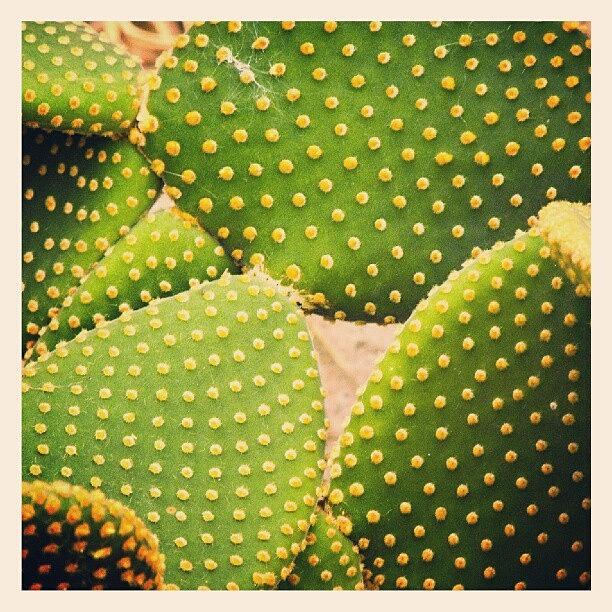 Nature Photograph - A #cactus... #abstract #latergram by Linandara Linandara