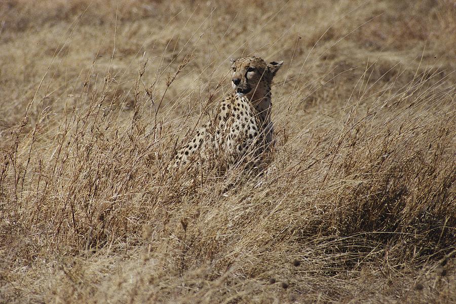 A Camouflaged Cheetah Sits Alone Photograph by Kenneth Love