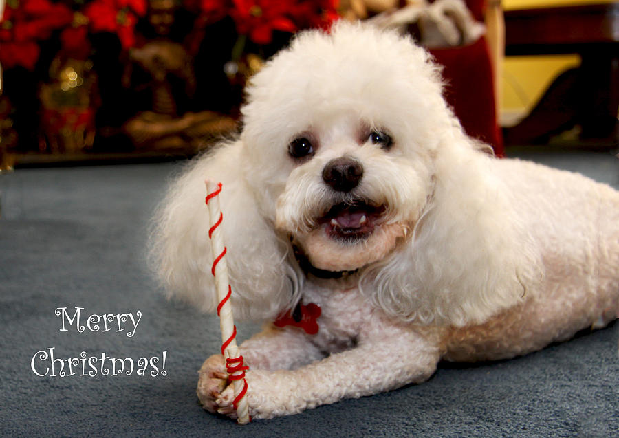 A Candycane for Puppy Photograph by Diana Haronis