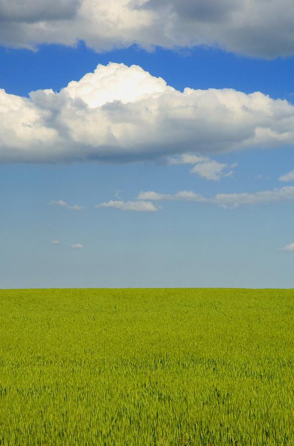 A Canola Field Photograph by Dean Muz - Fine Art America