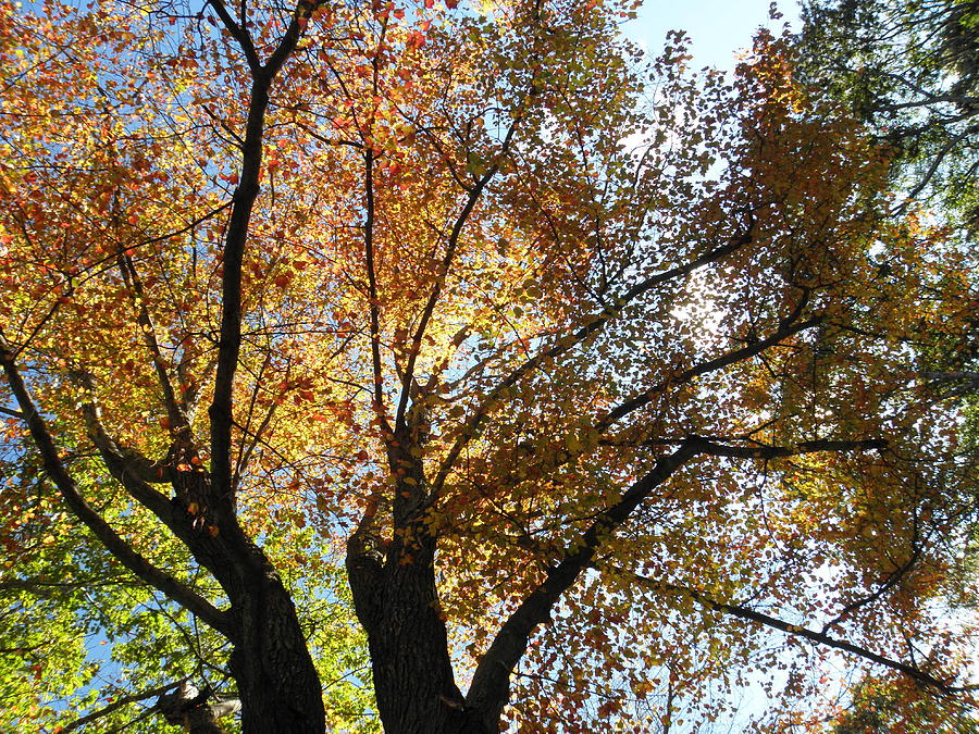 A Canopy From Below Photograph by Kim Galluzzo Wozniak A Canopy From Below Photograph by Kim Galluzzo Wozniak