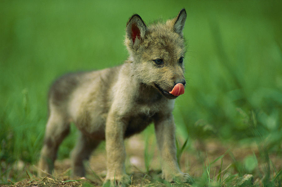 A Captive Gray Wolf Canis Lupus Licks Photograph by Joel Sartore