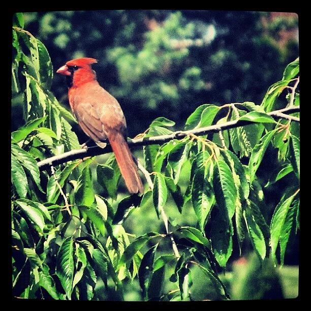 Nature Photograph - A Cardinal Sitting In A Tree In My by Sehal Shah