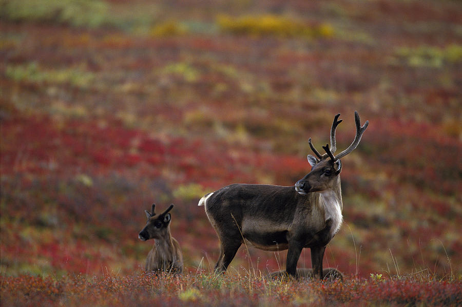 A Caribou Cow And Calf In Denali Photograph by Joel Sartore