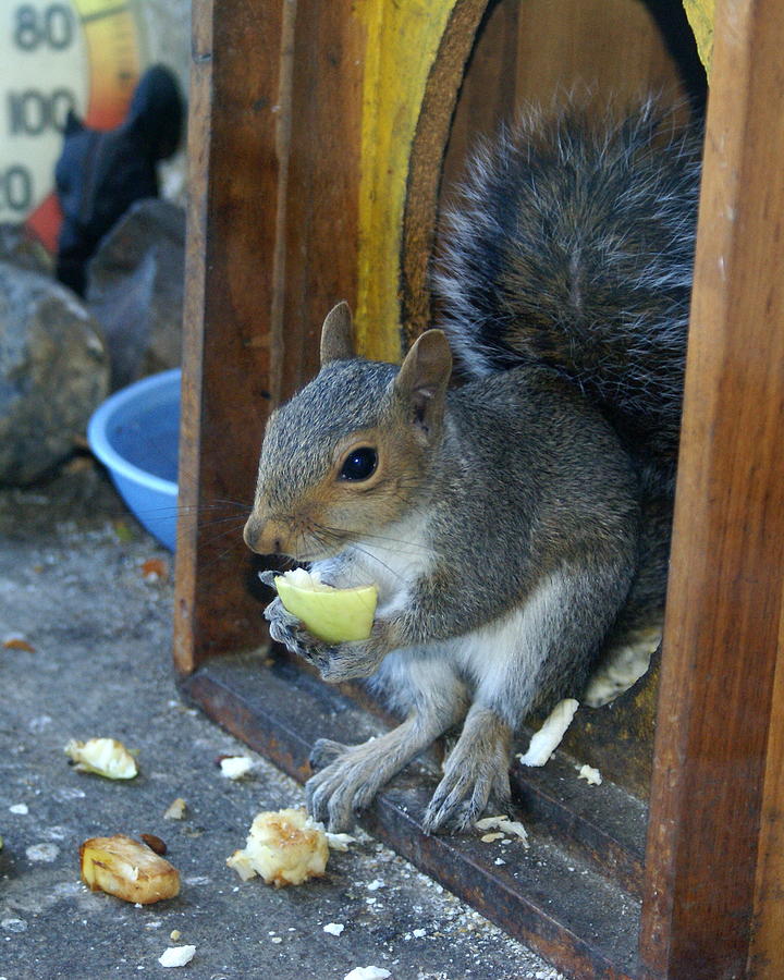 A Casual Morning at the Squirrel Snackbar Photograph by Ben Upham III