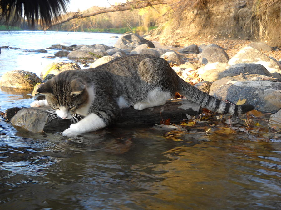 A Cat Goes Fishing Photograph by Kent Lorentzen