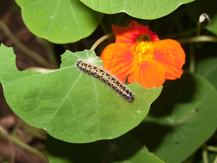 What plants do caterpillars eat Idea