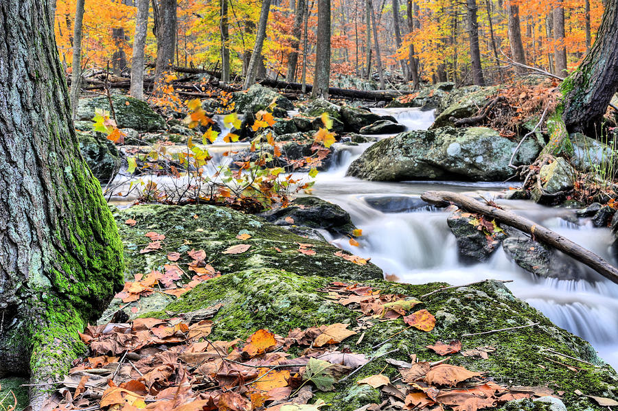 A Catoctin Autumn Photograph by JC Findley