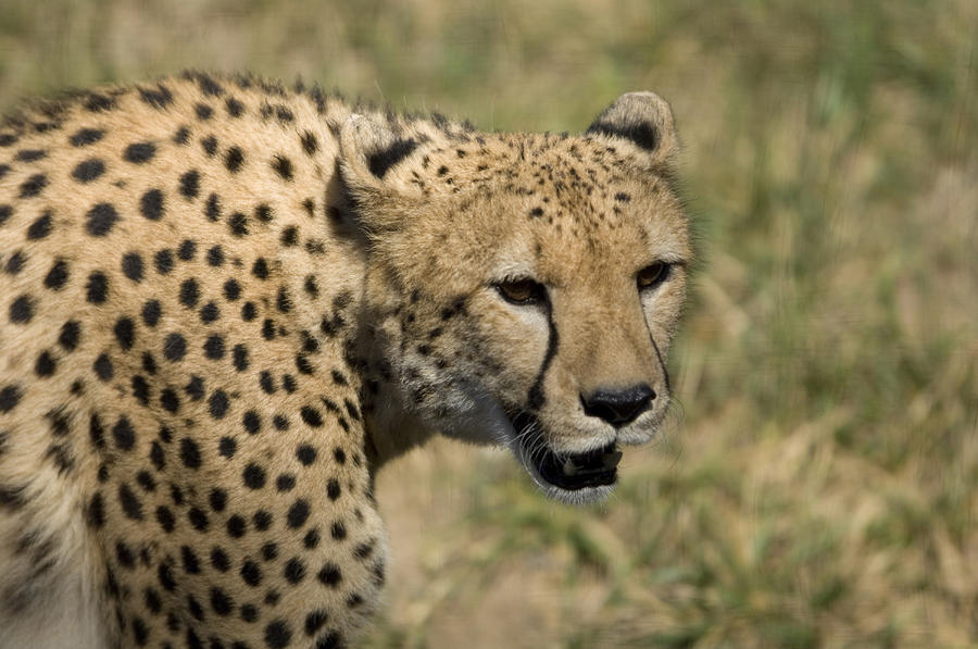 A Cheetah Opens Its Mouth Just Wide by Joel Sartore