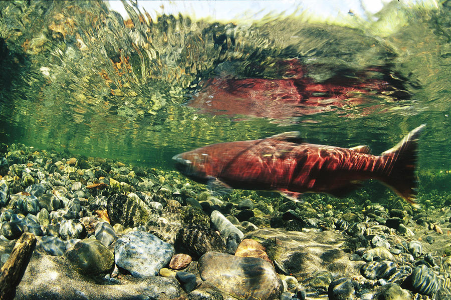 A Chinook Or King Salmon In A Clear Photograph by Michael S. Quinton