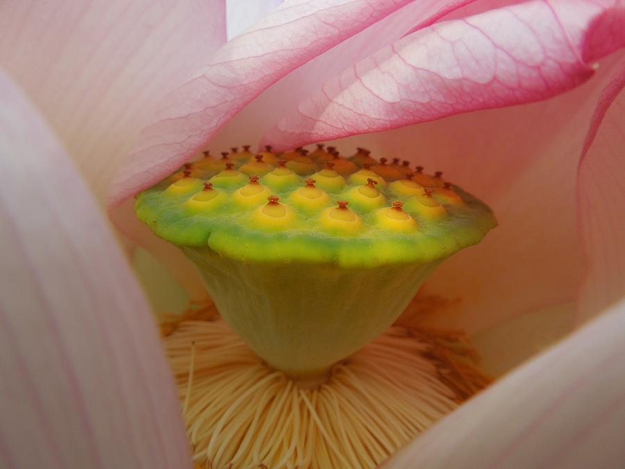 A Close Up of a Lotus Pod Photograph by Chad and Stacey Hall