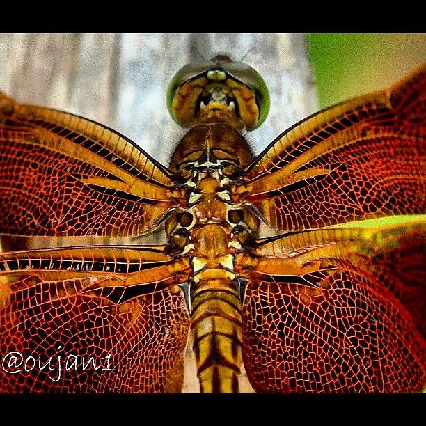 Rose Photograph - A Close Up To A Dragonfly, Look At The by Ahmed Oujan