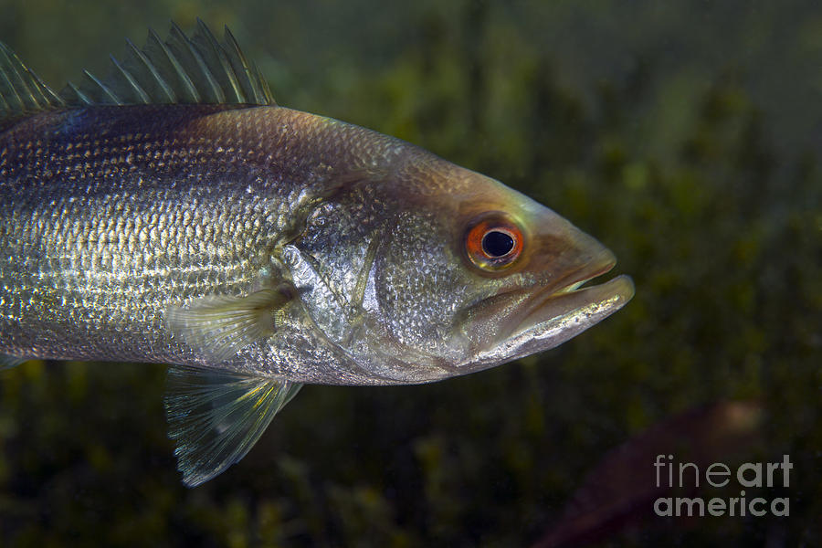Fish Photograph - A Close-up View Of An Adolescent by Michael Wood