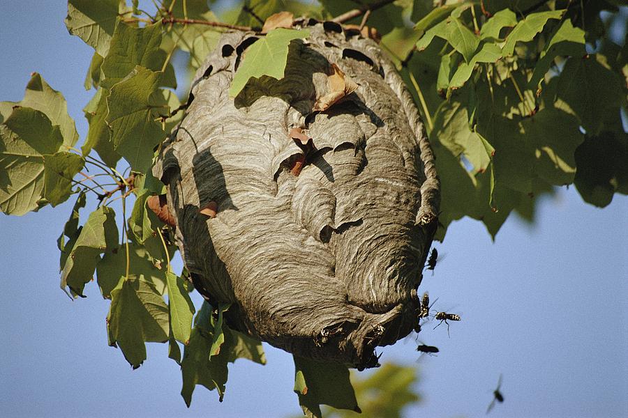 A Close View Of A Very Active Wasp Nest Photograph by Stephen St. John