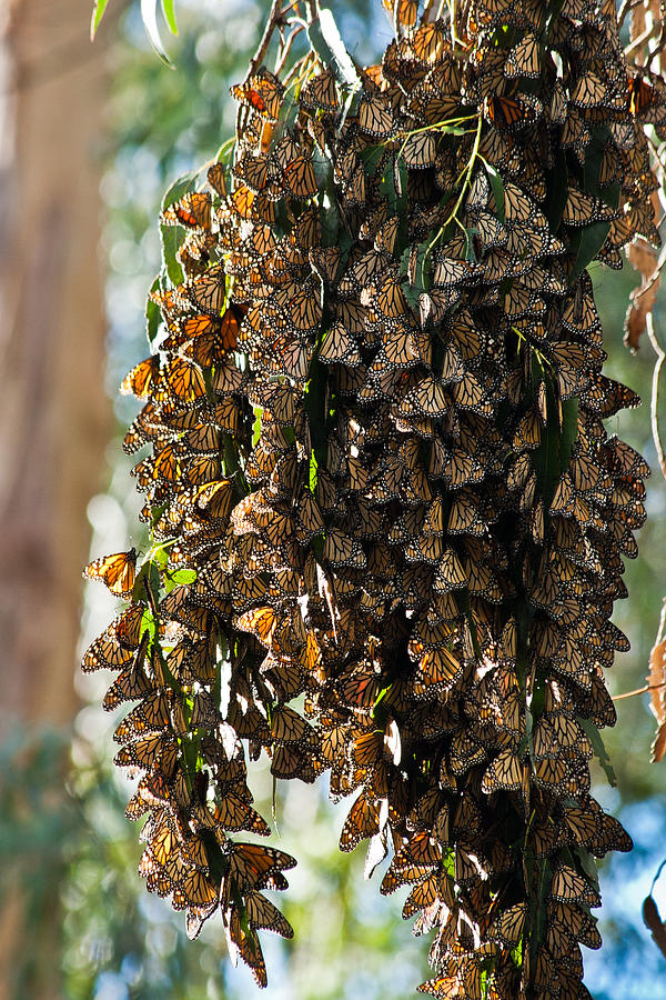 A Cluster Of Monarchs Photograph by Roger Mullenhour