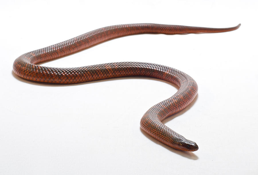 A Colletts Snake Spread Out On A White Photograph by Brooke Whatnall