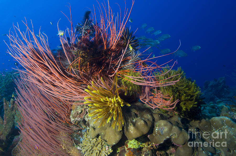 A Colony Of Red Whip Fan Corals Photograph by Steve Jones