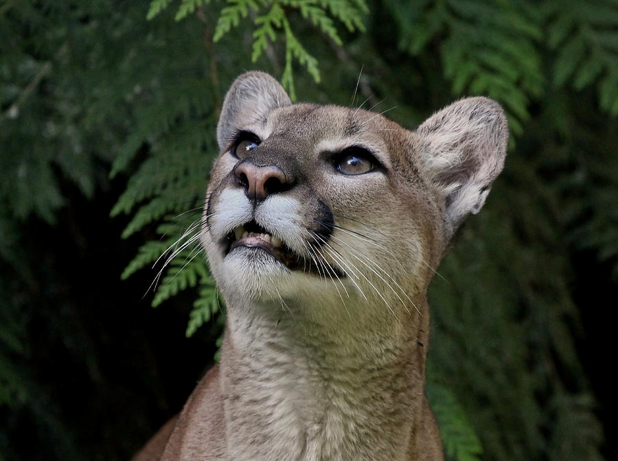 A Cougar Moment Photograph by Athena Mckinzie