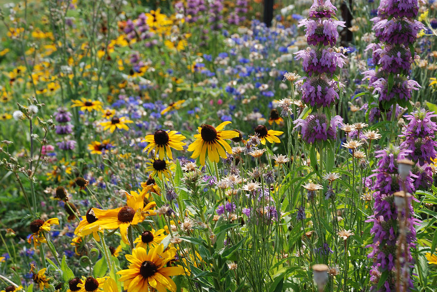 A Country Flower Garden Photograph by Janice Adomeit