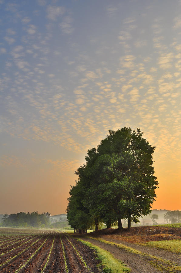 Country morning. Соляризация. Соляризация фото. Эффект соляризации в фотографии. Соляризация пленки.