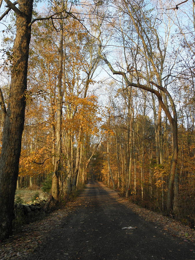 A Country Road In The Fall Photograph by Kim Galluzzo