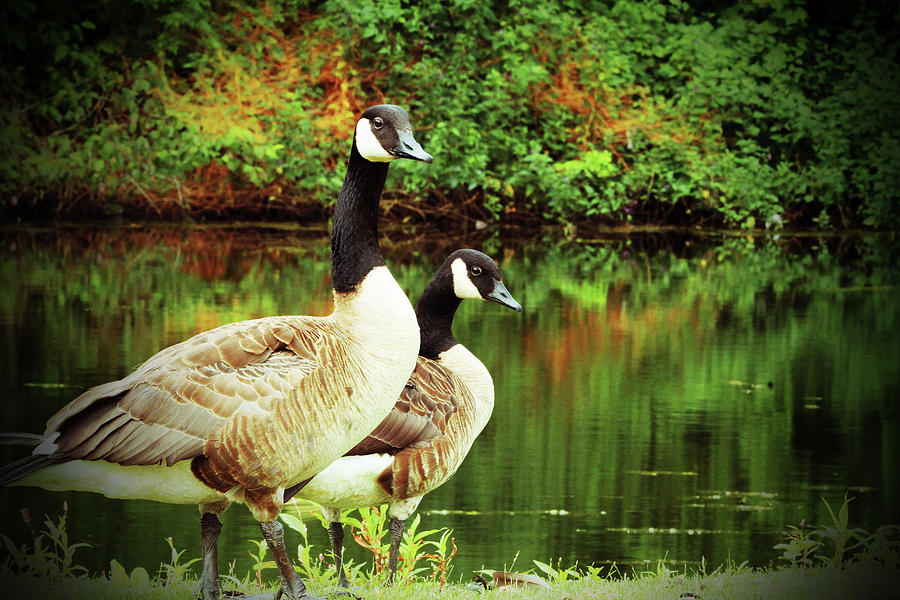 A Couple of Geese Photograph by Karol Livote