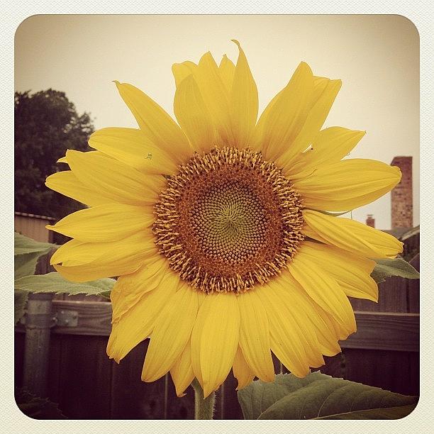 A Couple Of My Sunflowers Have Bloomed Photograph by Marc Crow