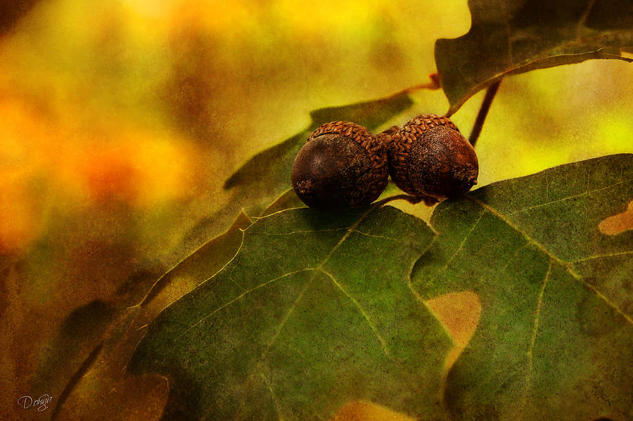 Fall Photograph - A Couple of Nuts by Donna Swiecichowski