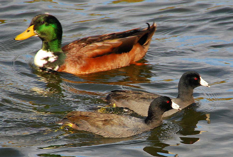 A Couple of Old Coots Photograph by Joe Wicks Fine Art America