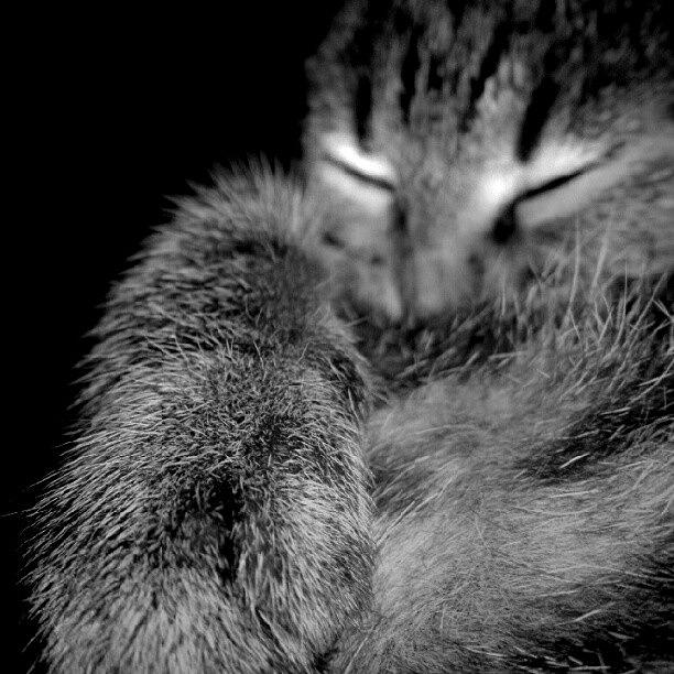Cat Photograph - A Creepy Kind Of Sleeping:) by Yasin Celikmakas