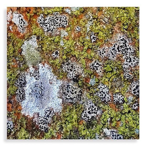A Crop Of The Colourful Lichen On The Photograph by Colin Mccoy