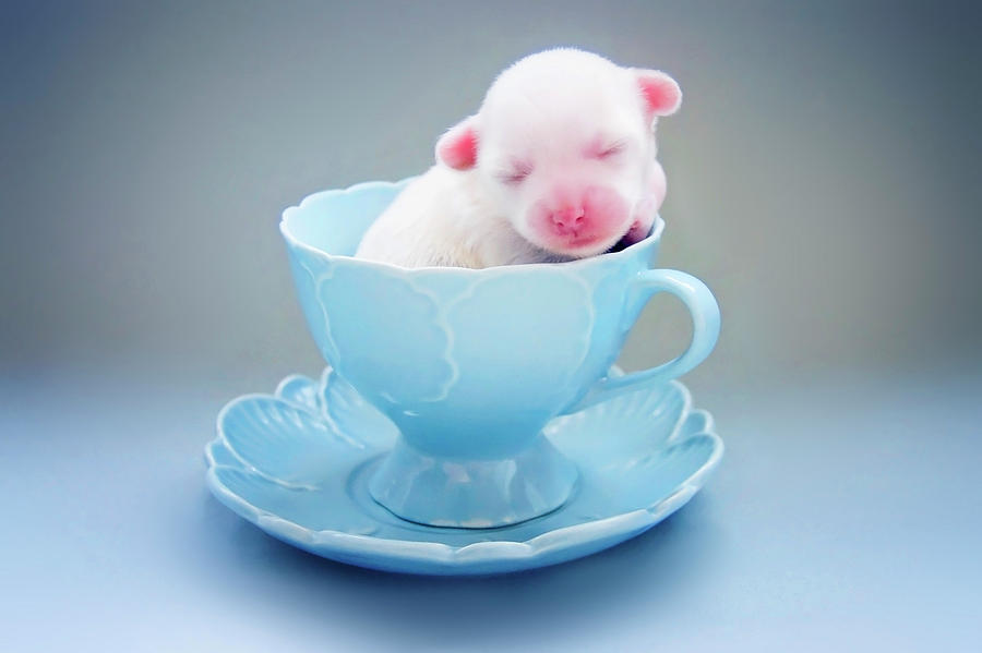 A Cute Teacup Puppy By Amy Lane Photography