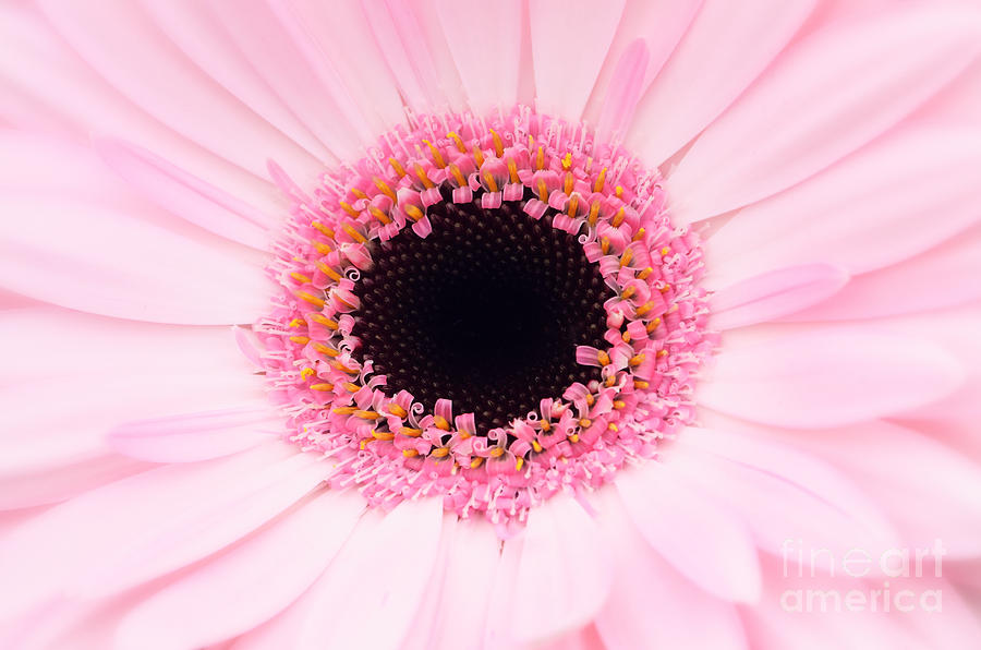 Daisy Photograph - A daisy  by LHJB Photography